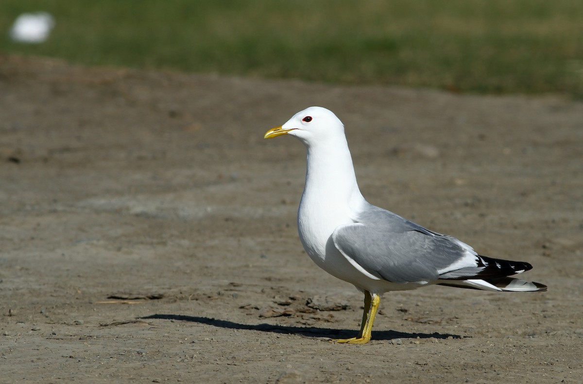 Short-billed Gull - ML33303871