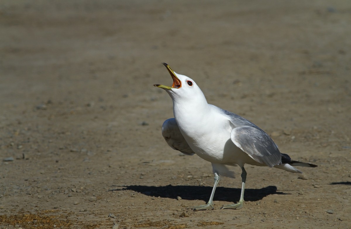 Short-billed Gull - ML33303881