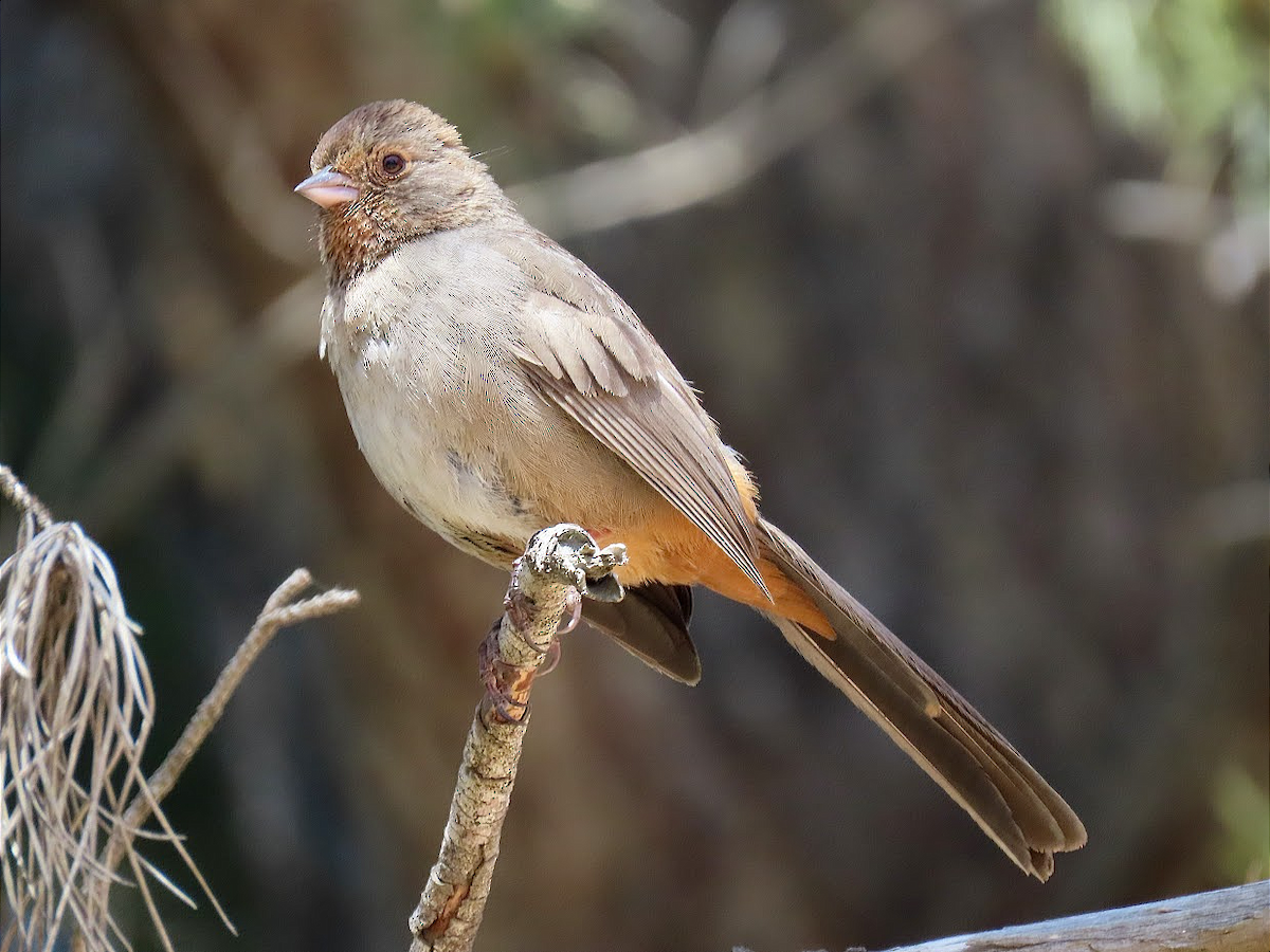 California Towhee - ML333040621