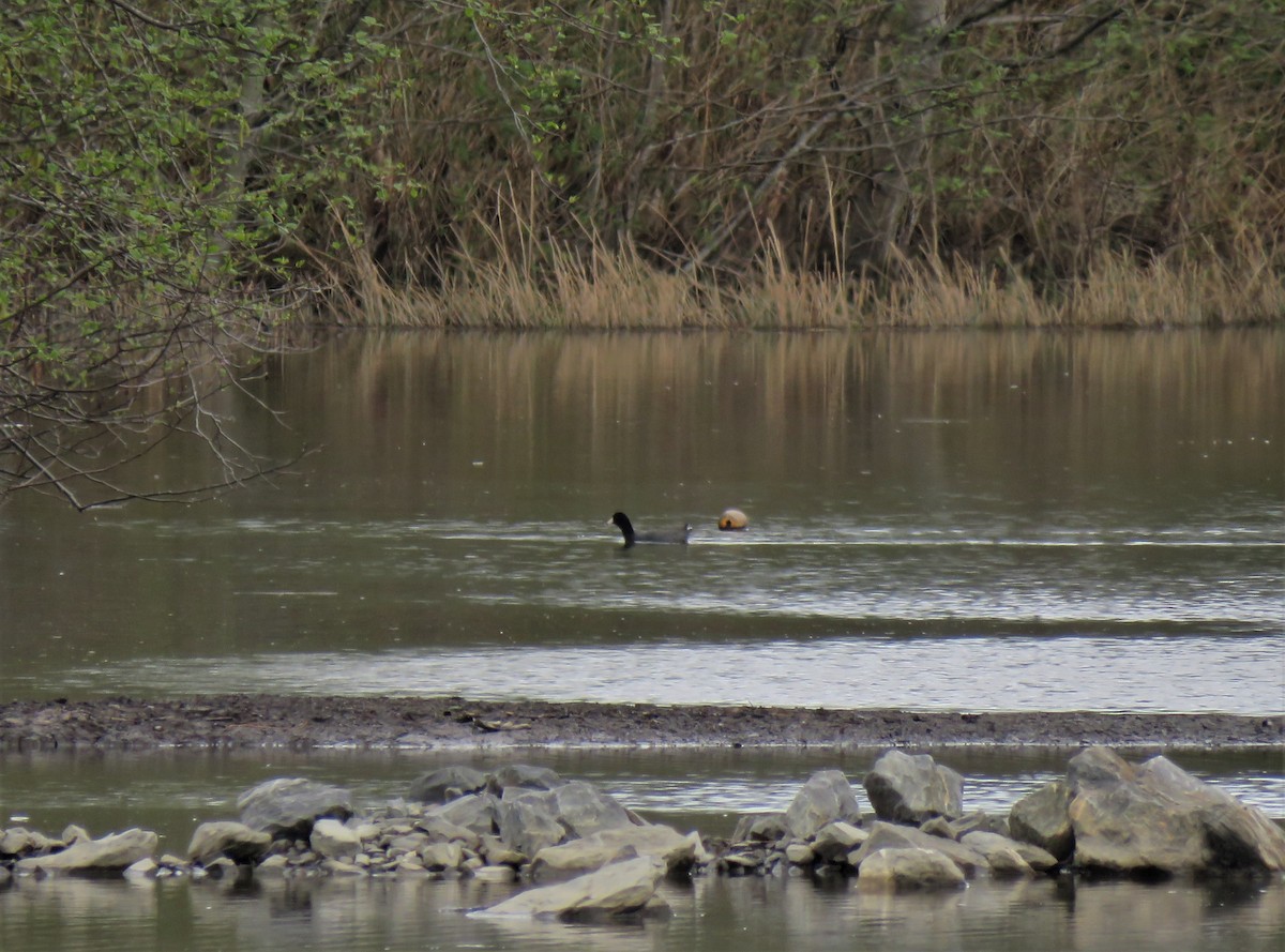 American Coot - ML333041861