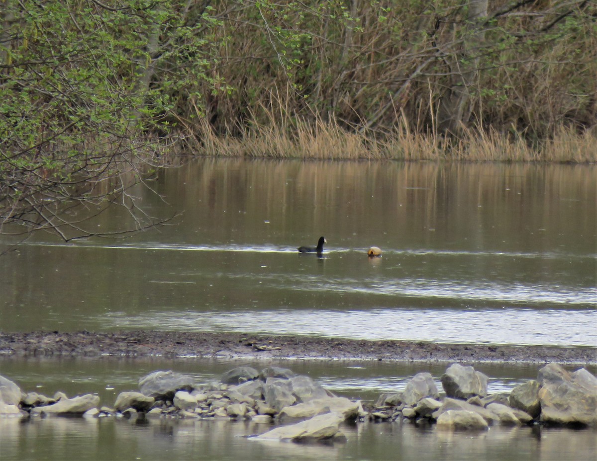 American Coot - Teresa Weismiller