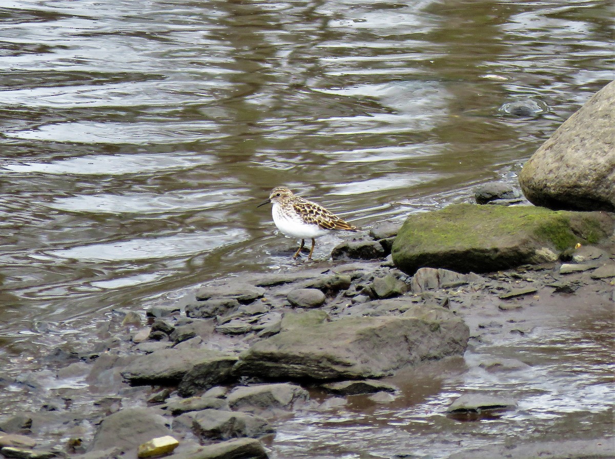 Least Sandpiper - ML333042531