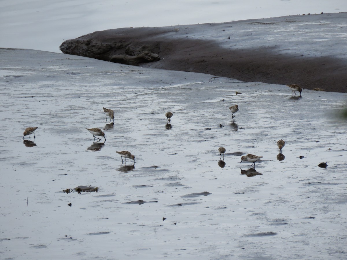 Least Sandpiper - ML333042641