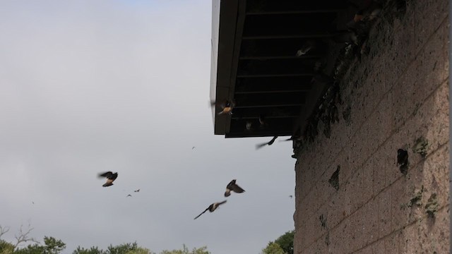 Cliff Swallow (pyrrhonota Group) - ML333042671