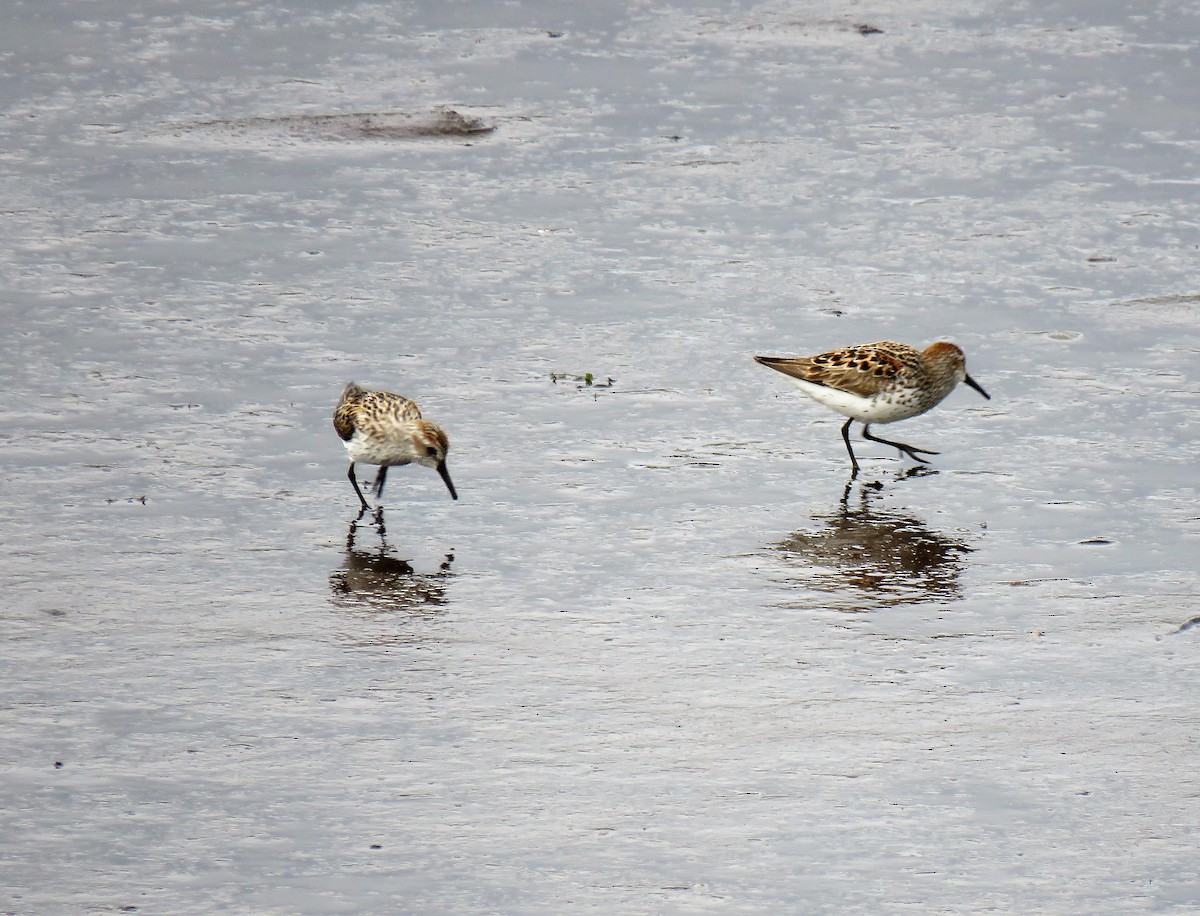 Western Sandpiper - Teresa Weismiller