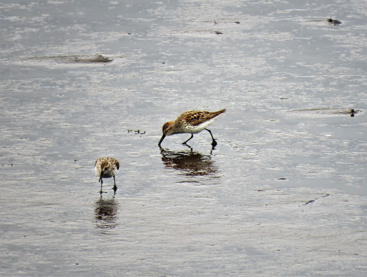 Western Sandpiper - ML333042791