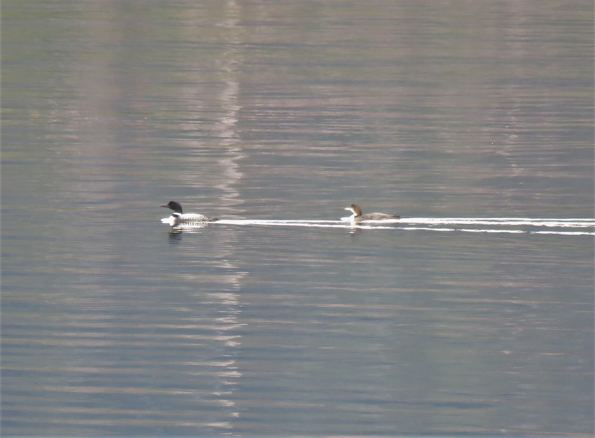 Common Loon - ML333043021