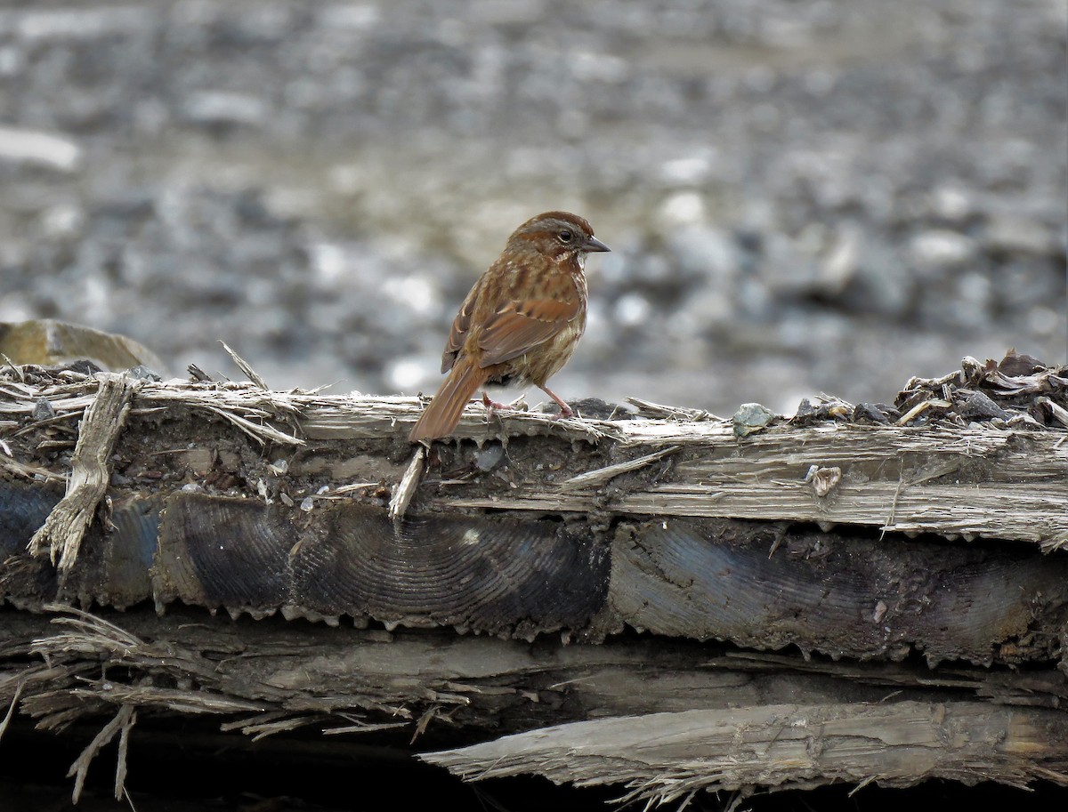 Song Sparrow - ML333043711