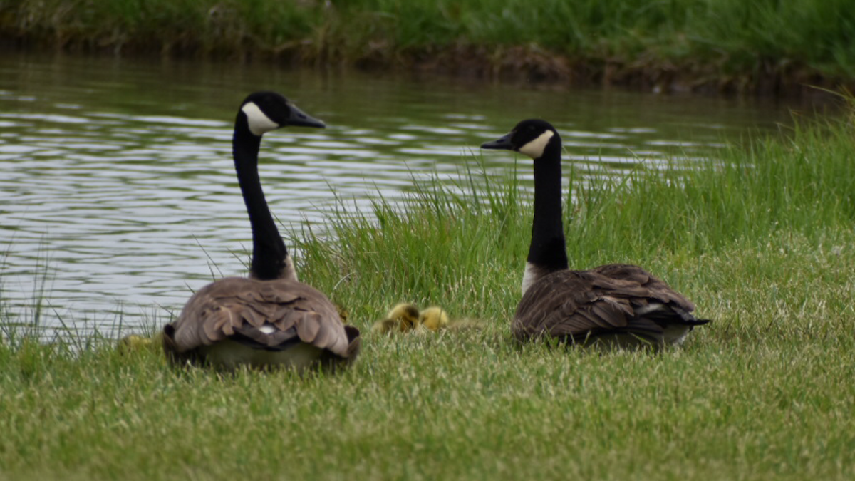 Canada Goose - Dan Cowell