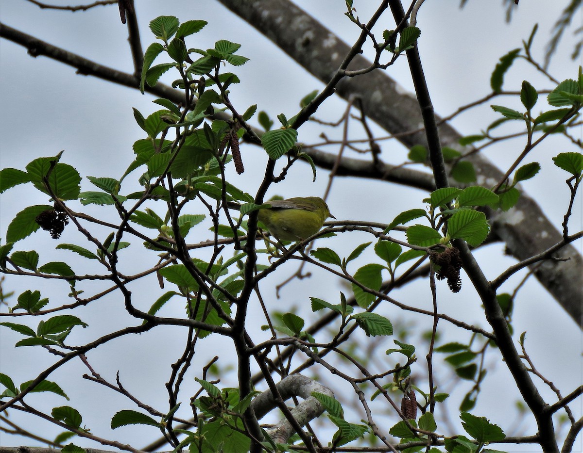 Orange-crowned Warbler - ML333044321