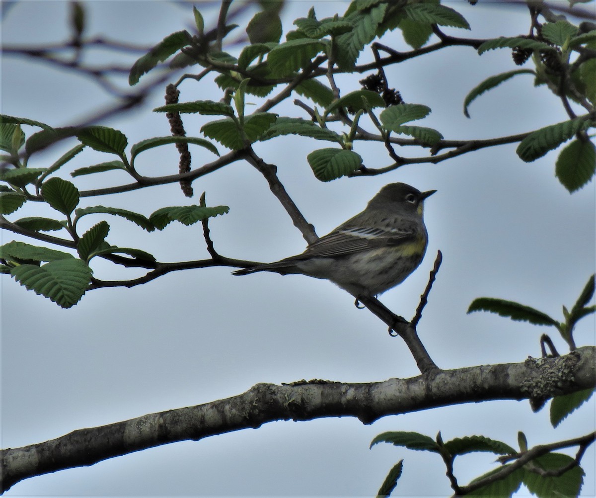 Yellow-rumped Warbler (Audubon's) - ML333044881