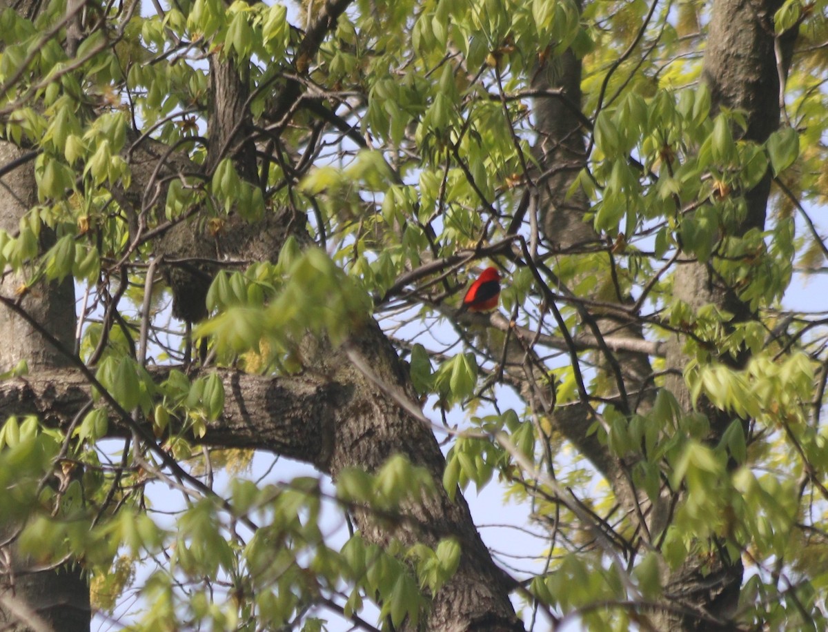 Scarlet Tanager - ML333045361