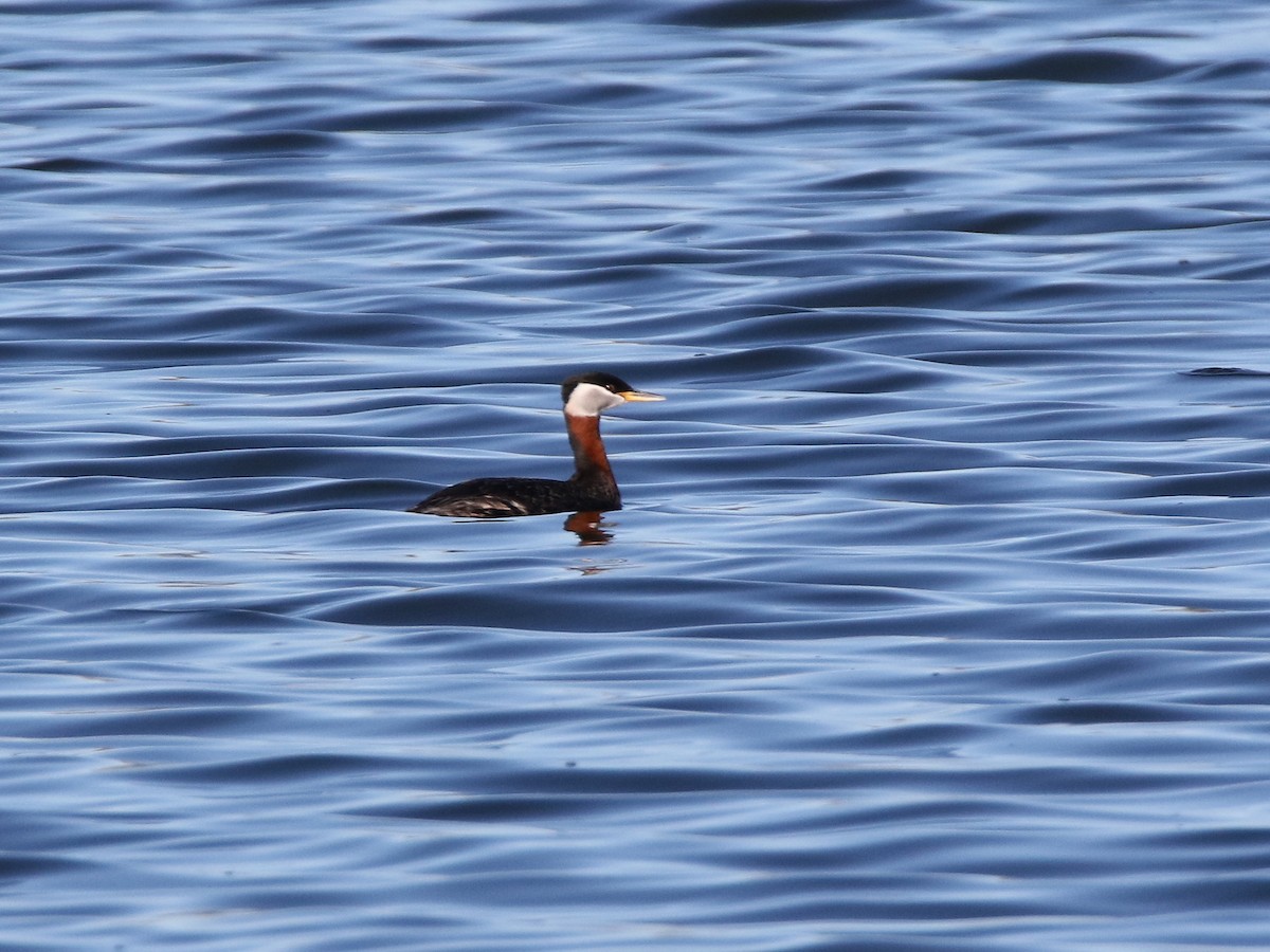 Red-necked Grebe - Brad Carlson