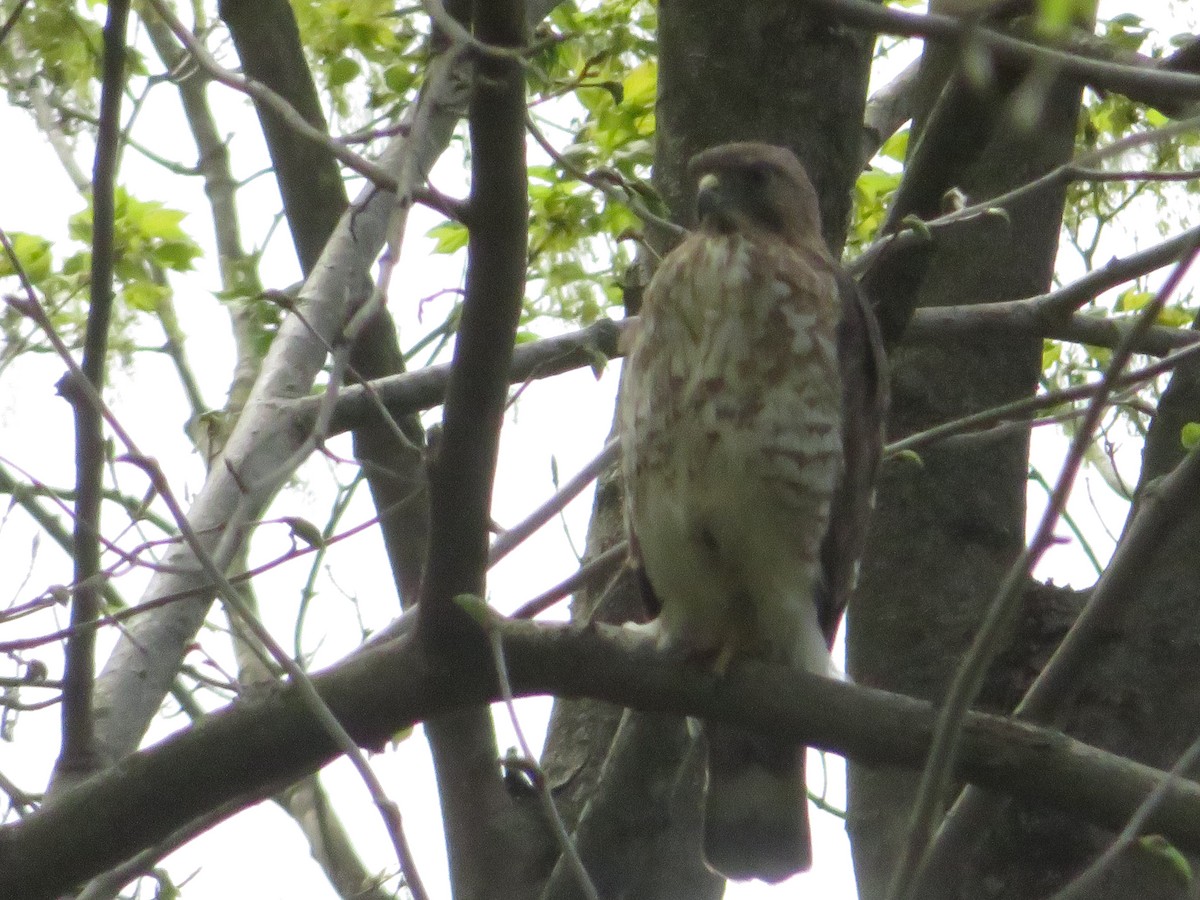 Broad-winged Hawk - ML333046111