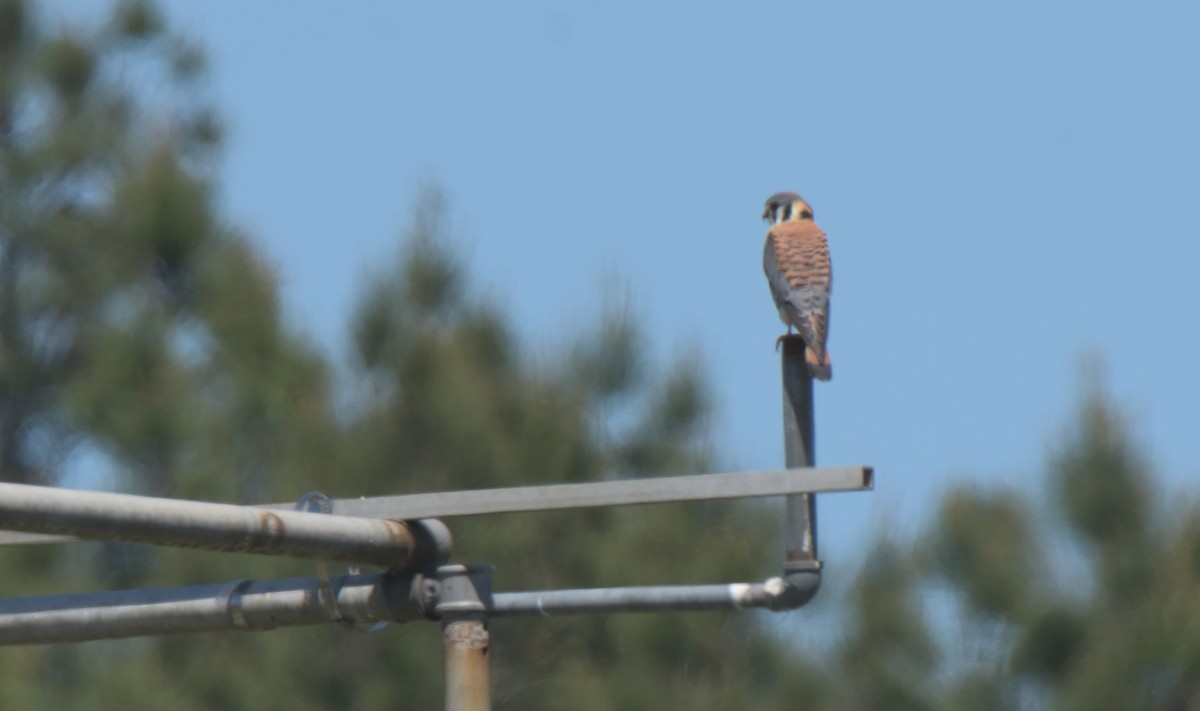 American Kestrel - ML333046181