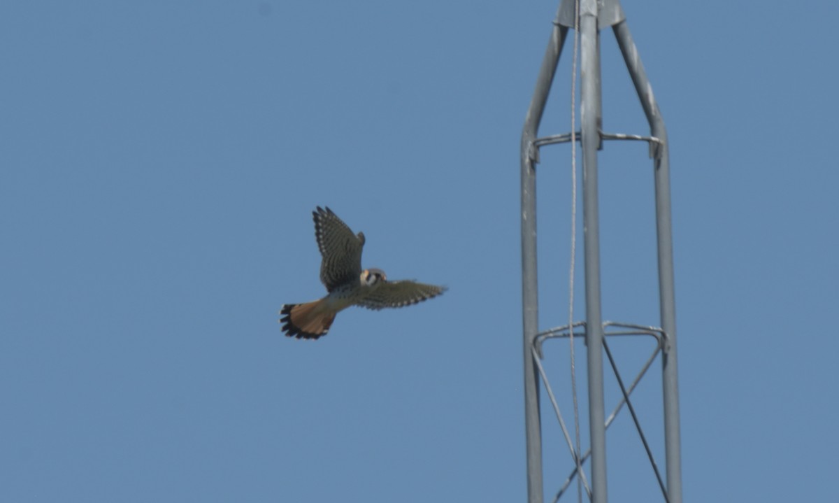 American Kestrel - ML333046191