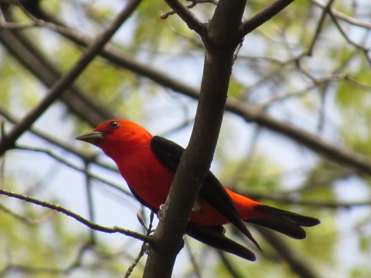 Scarlet Tanager - Meg Glines