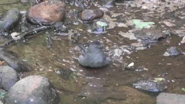 Pájaro Gato Gris - ML333048991