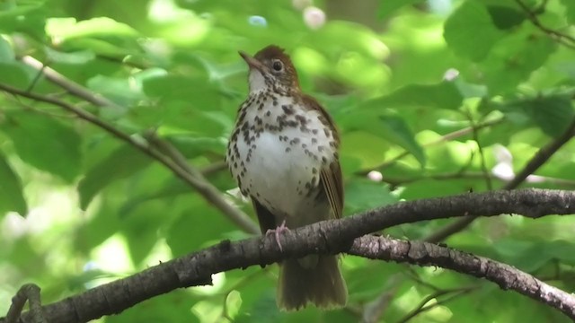 Wood Thrush - ML333049351