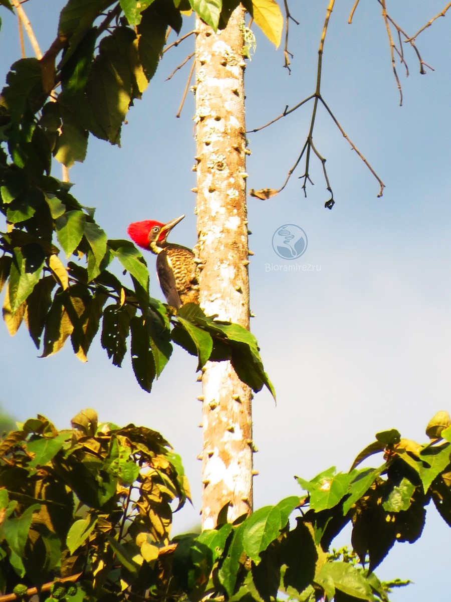 Lineated Woodpecker - Julian Ramirez