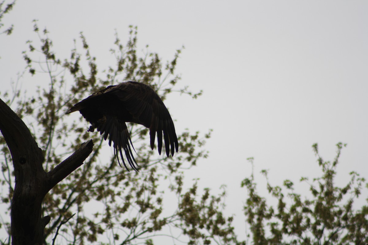 Weißkopf-Seeadler - ML333050061