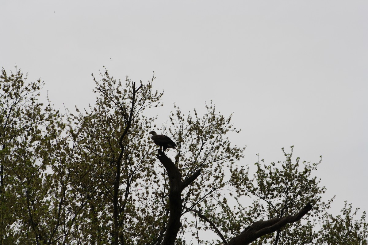 Weißkopf-Seeadler - ML333050141