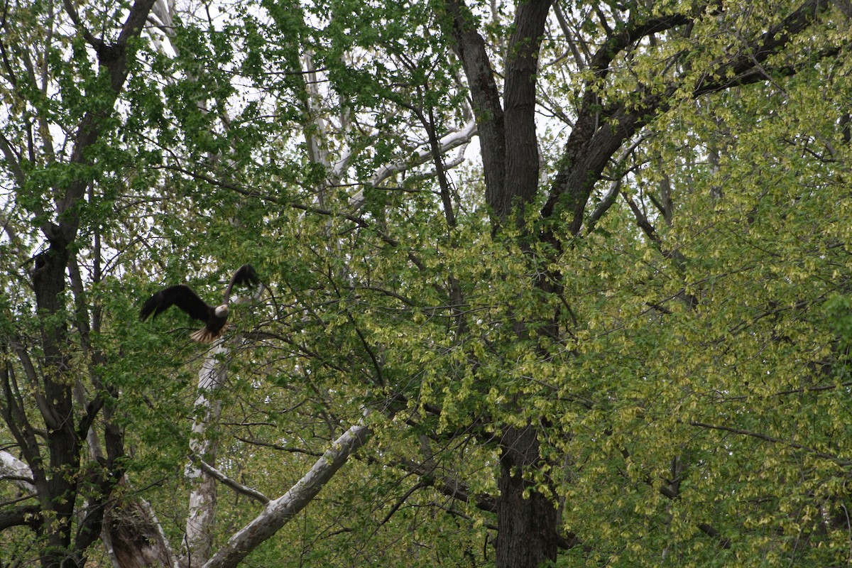 Weißkopf-Seeadler - ML333050171