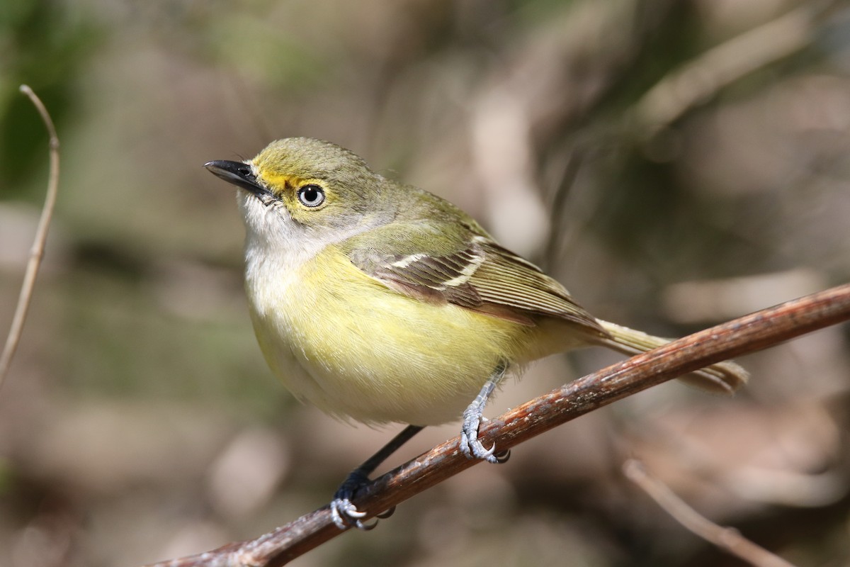 White-eyed Vireo - Brad Carlson