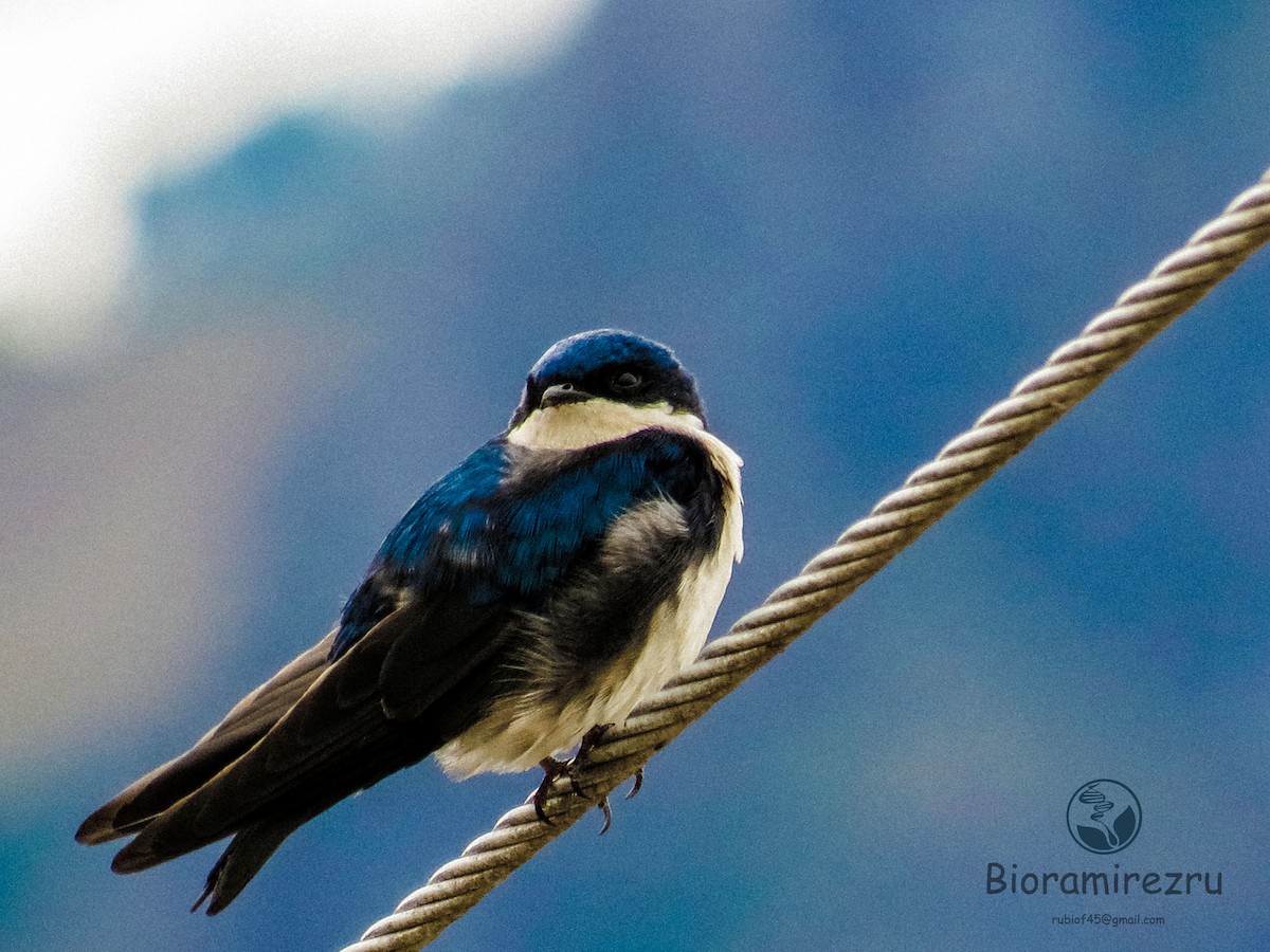 Blue-and-white Swallow (cyanoleuca) - Julian Ramirez