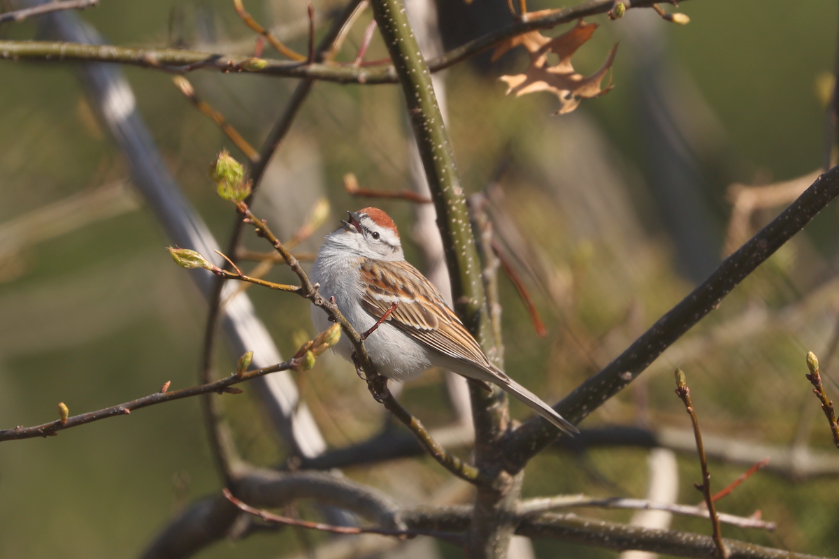 Chipping Sparrow - ML333053421