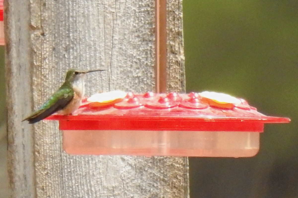 Broad-tailed Hummingbird - Kathy Collins