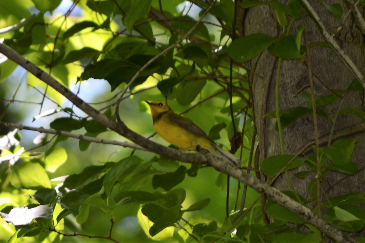 Hooded Warbler - ML333062341