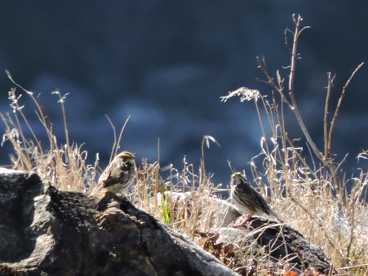 Savannah Sparrow - ML333065881