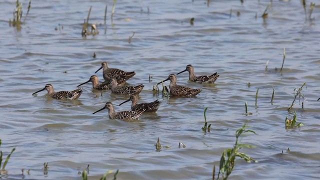 Long-billed Dowitcher - ML333067251