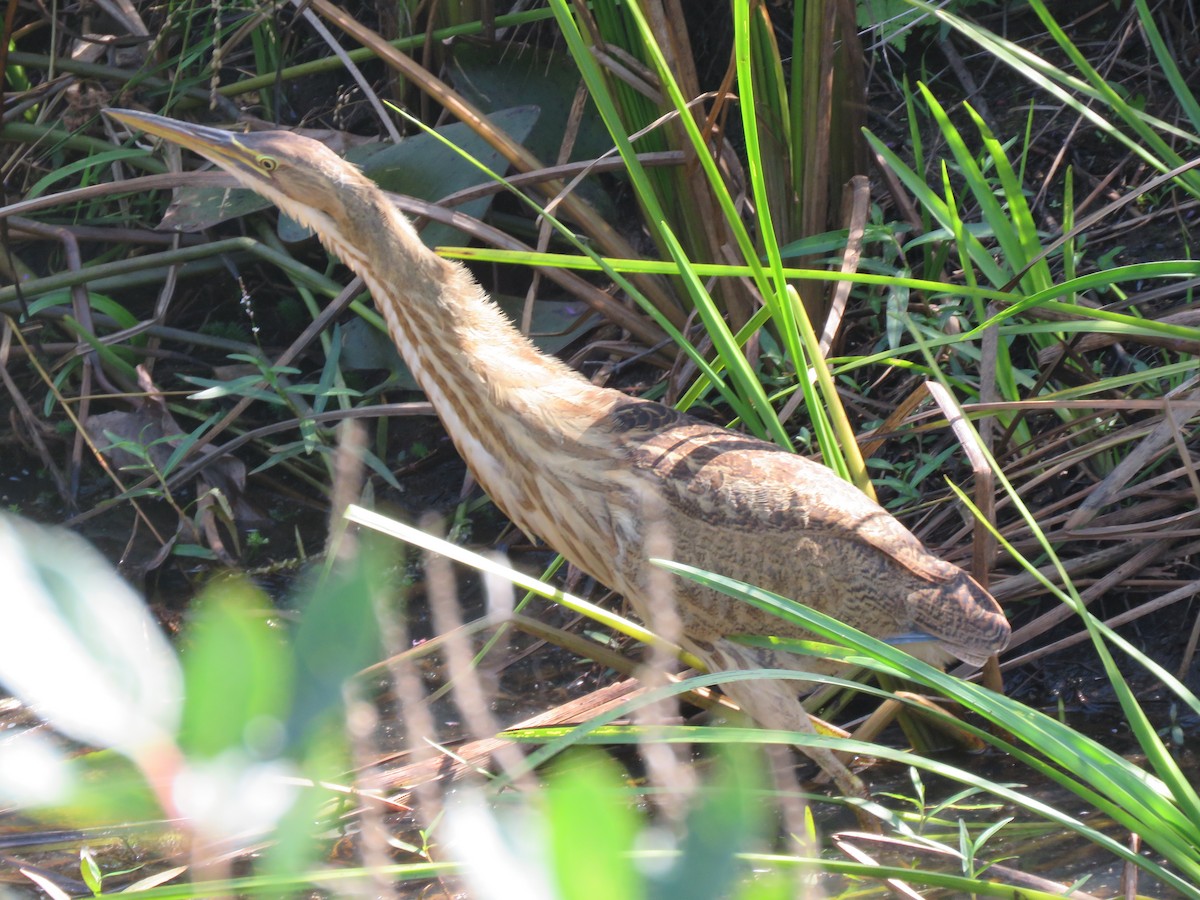 American Bittern - Elizabeth Vacchino