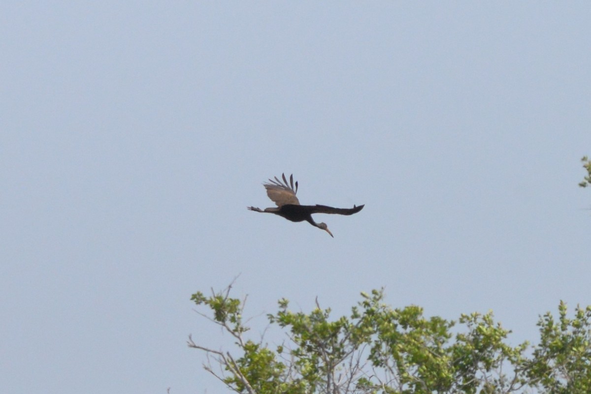 Limpkin - Licinio Garrido Hoyos