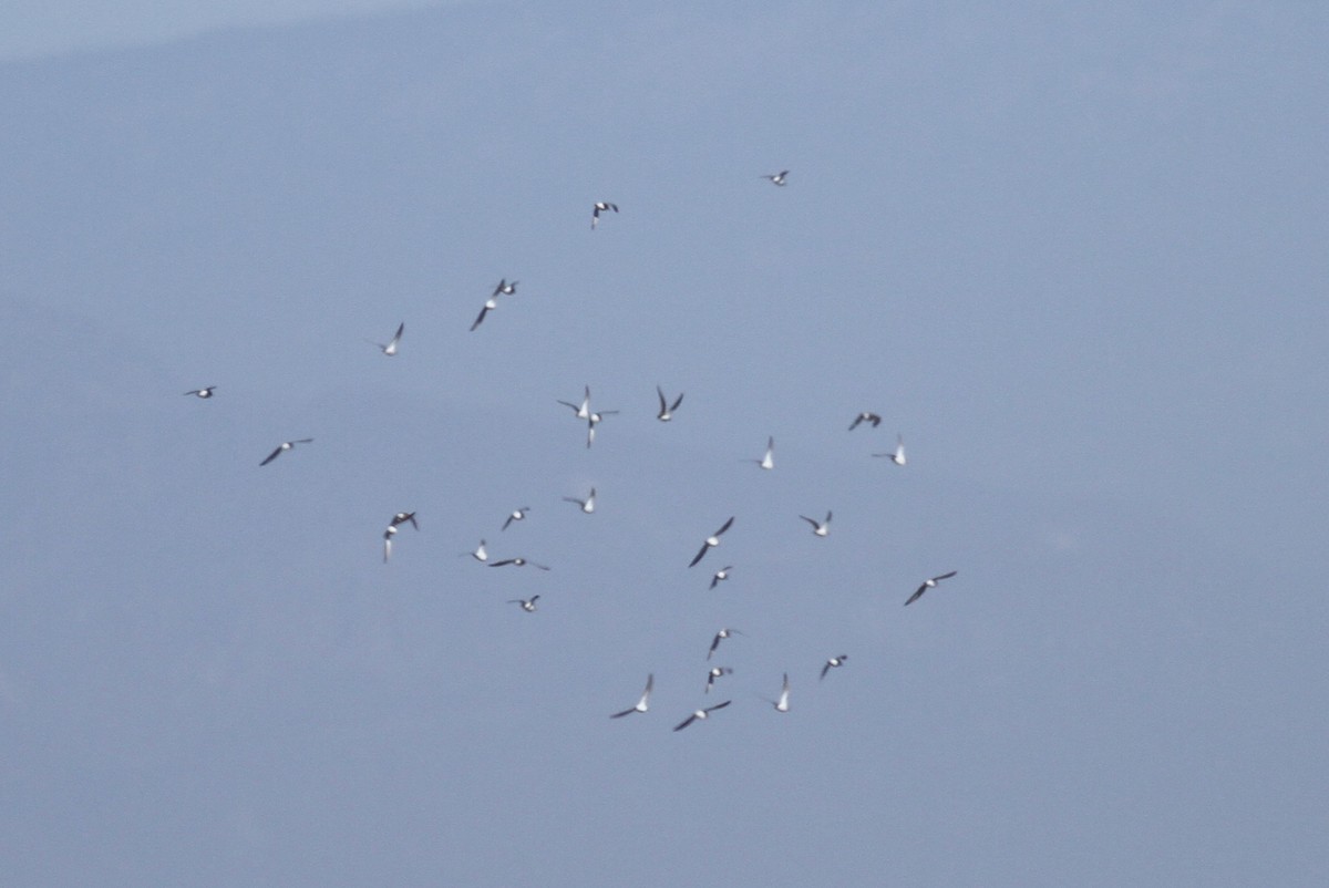 Western Sandpiper - ML333071701