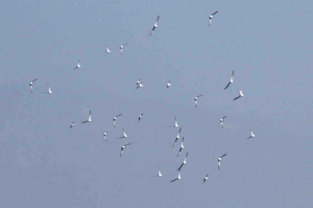 Western Sandpiper - ML333071711