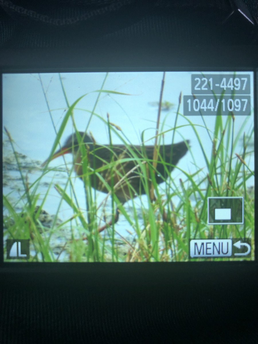 Virginia Rail - ML333072091