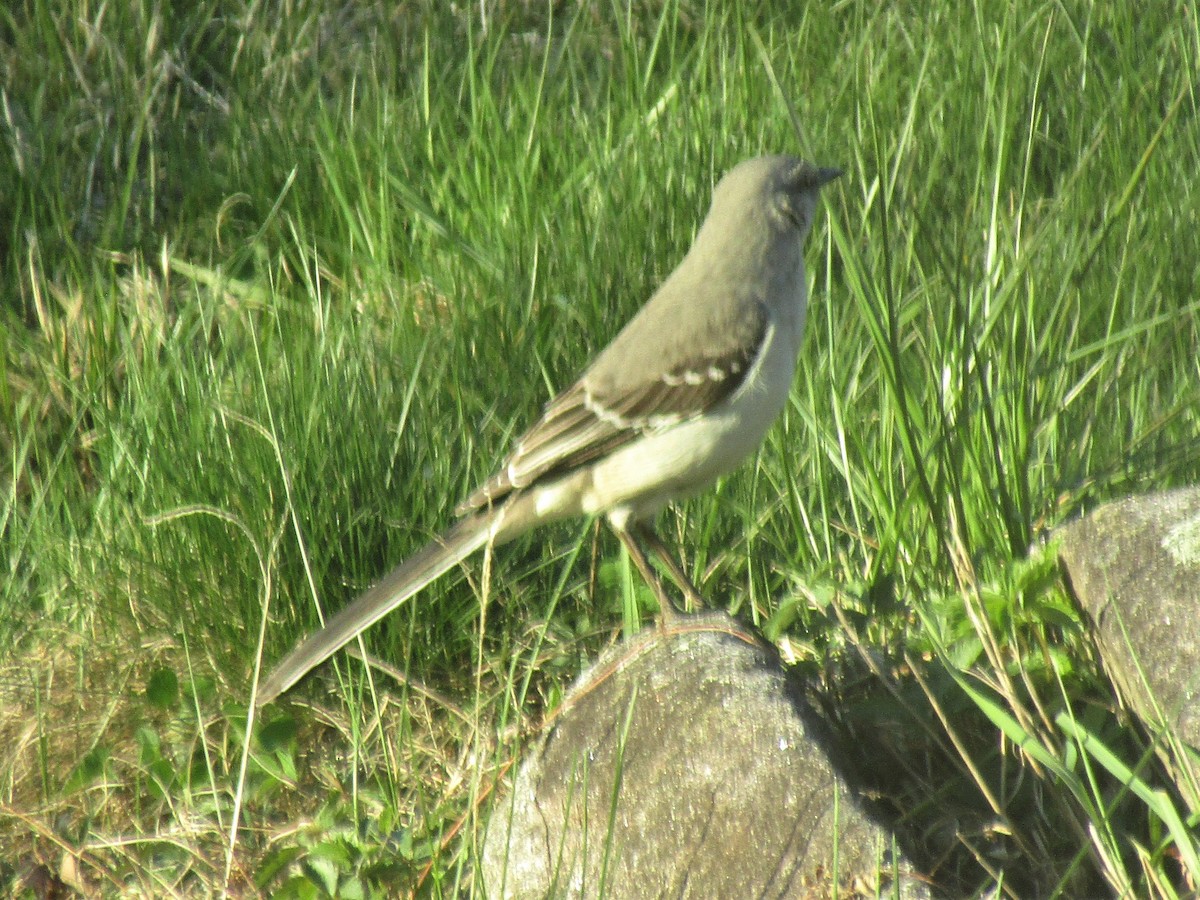Northern Mockingbird - ML333073231