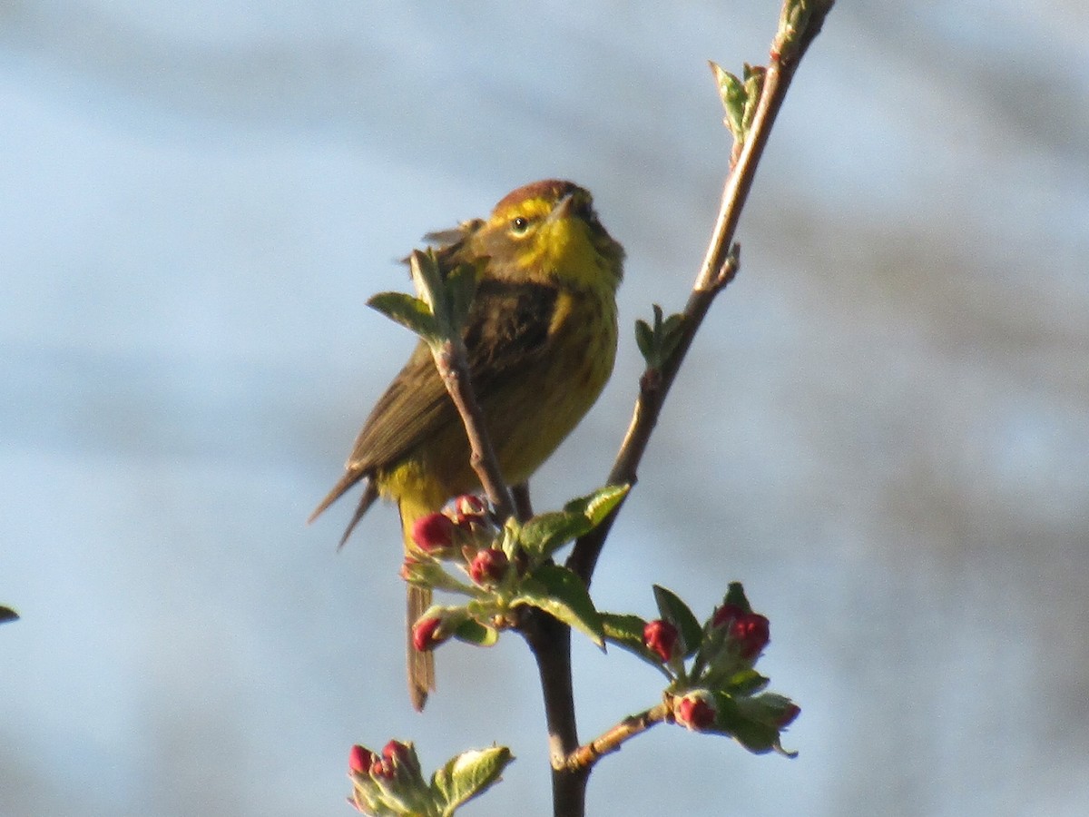 Palm Warbler - ML333073241