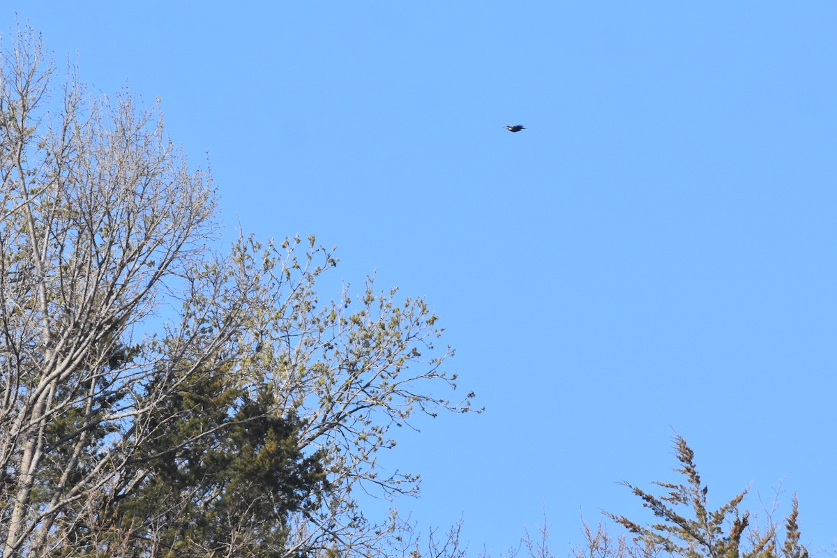 Pileated Woodpecker - ML333074451