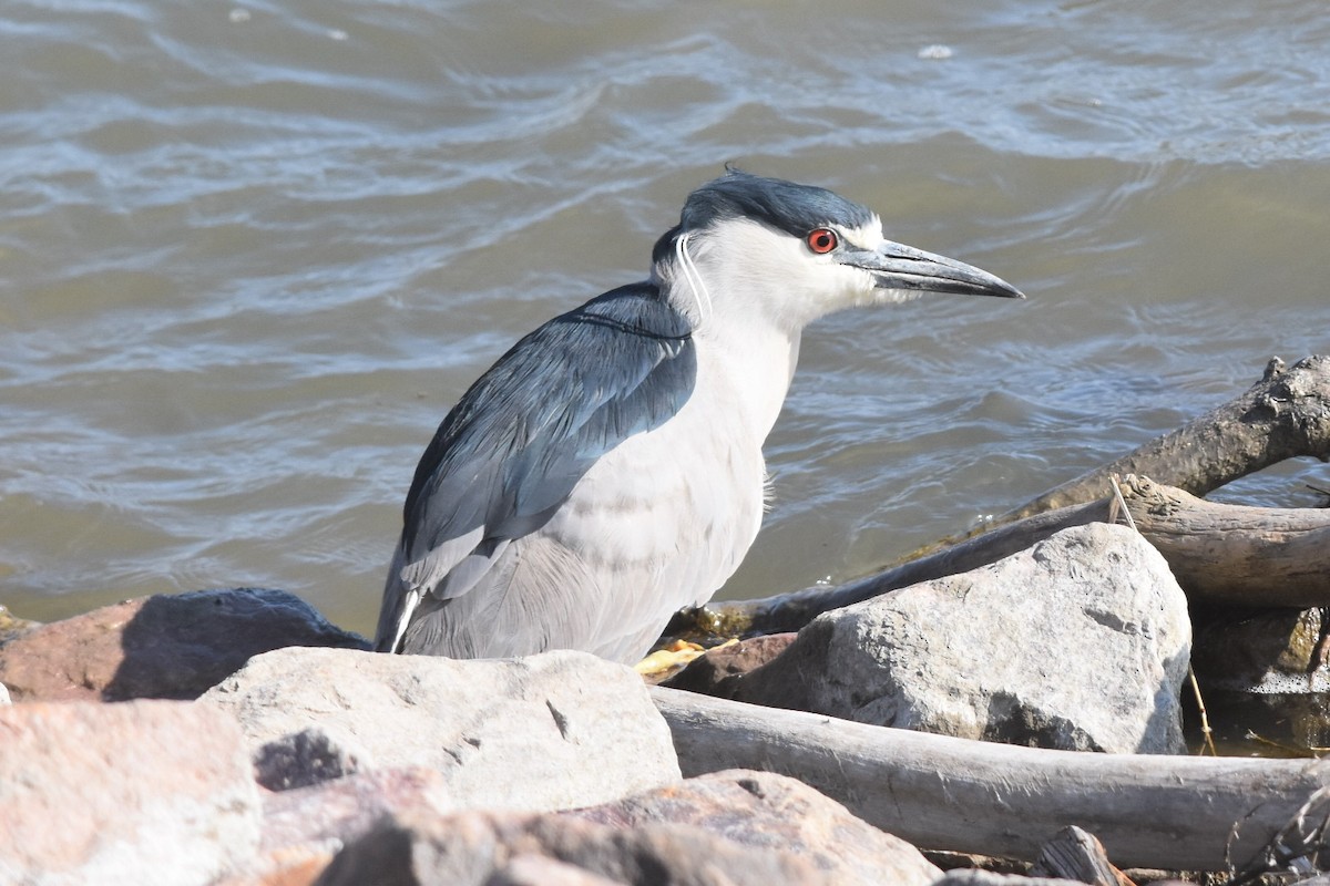 Black-crowned Night Heron - Caleb Strand