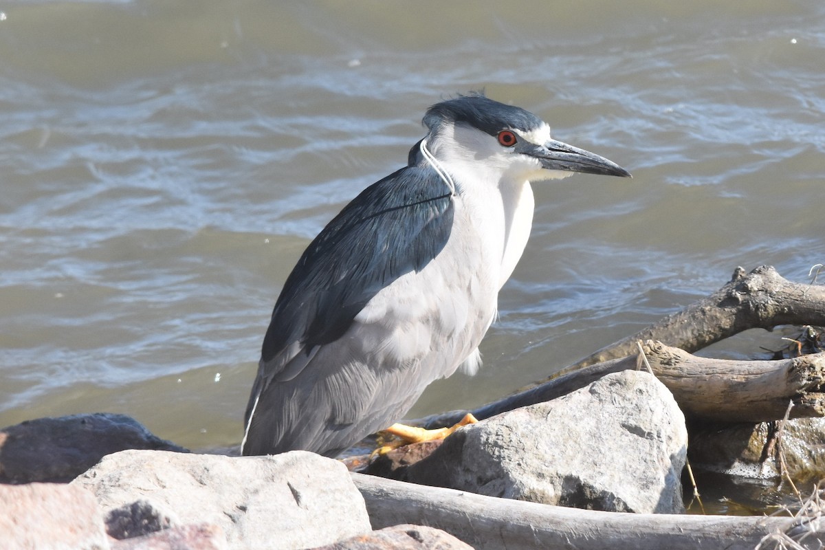 Black-crowned Night Heron - Caleb Strand