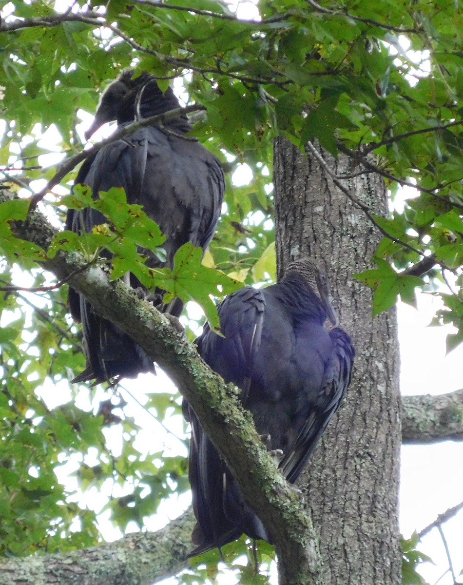 Black Vulture - ML33307531