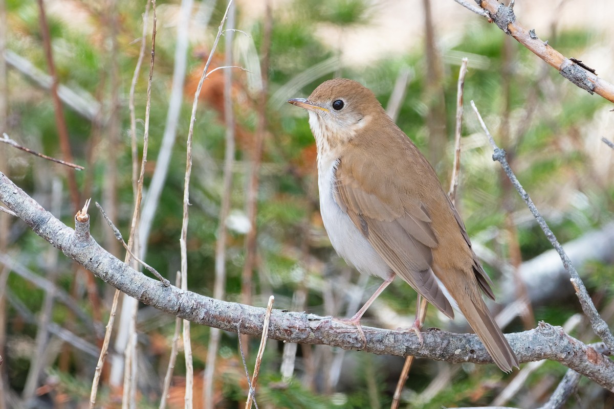 Veery - ML333075411