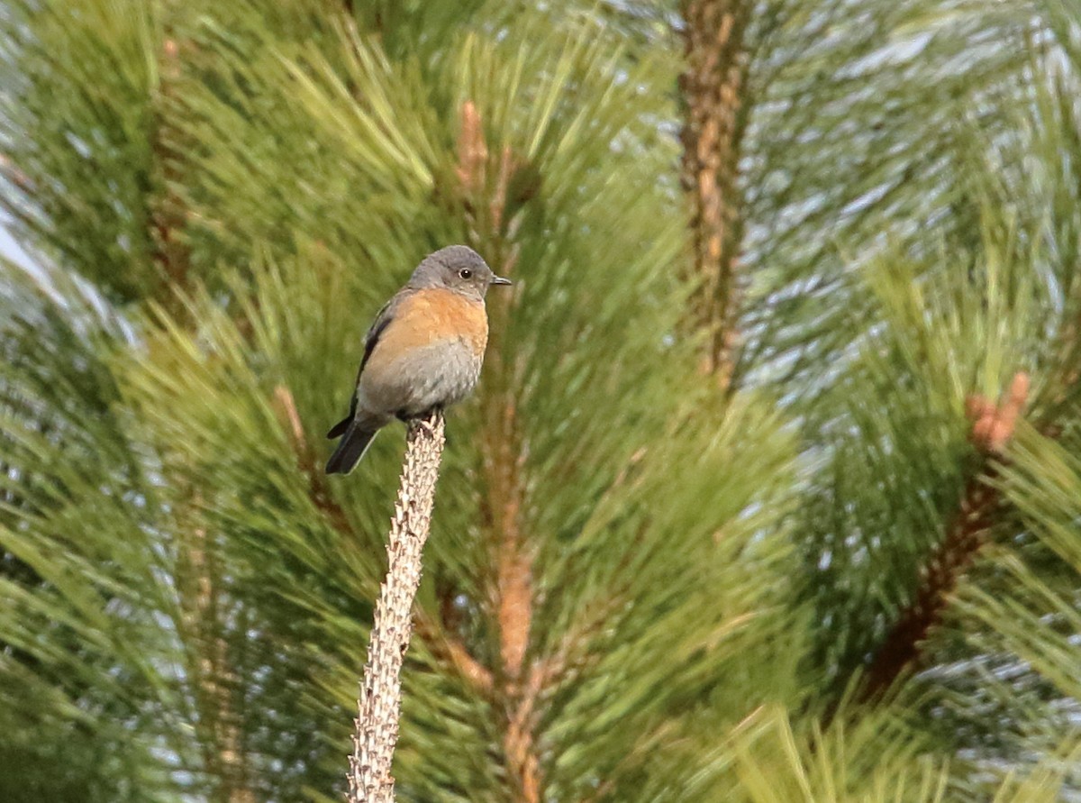 Western Bluebird - ML333076551