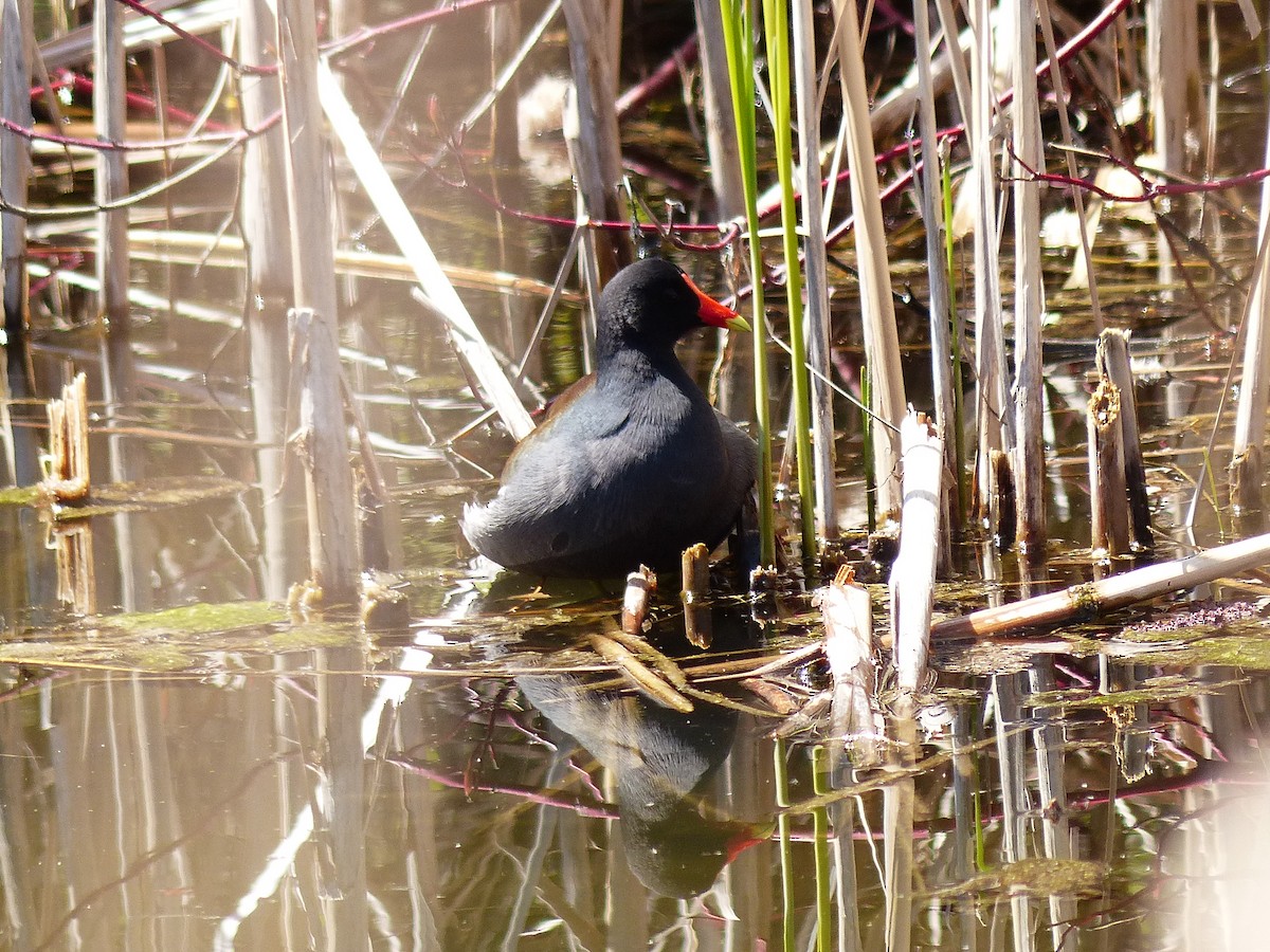 Gallinule d'Amérique - ML333077561