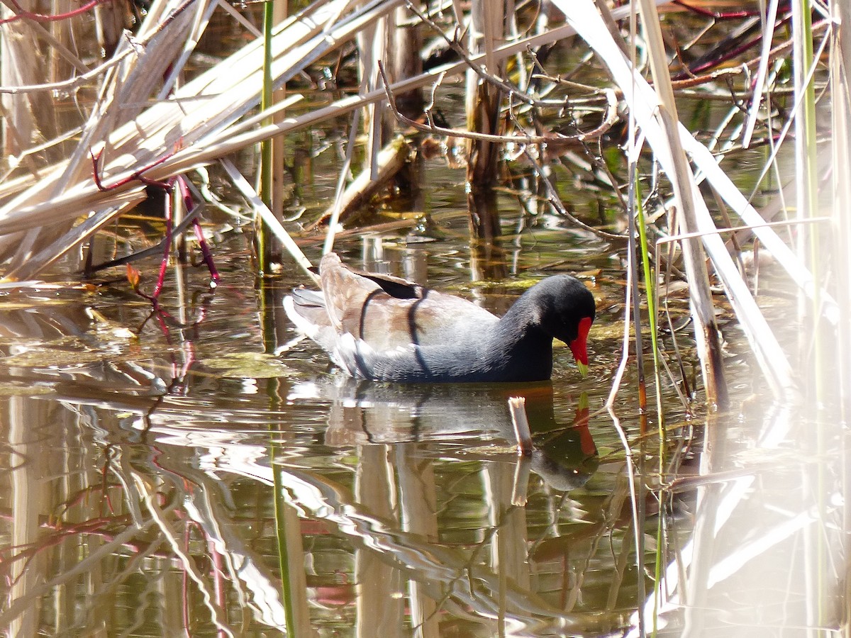 Gallinule d'Amérique - ML333077601