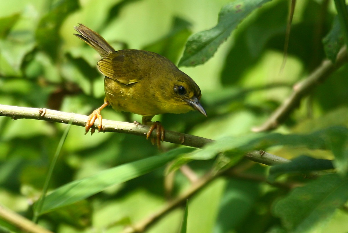 Olive-crowned Yellowthroat - ML33307761